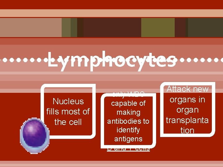 Lymphocytes • • • • • • • • • Nucleus fills most of