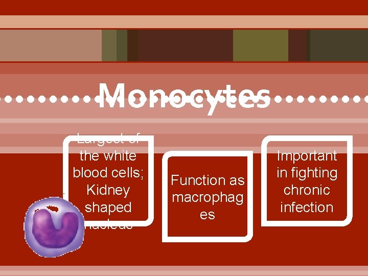 Monocytes • • • • • • • • • Largest of the white