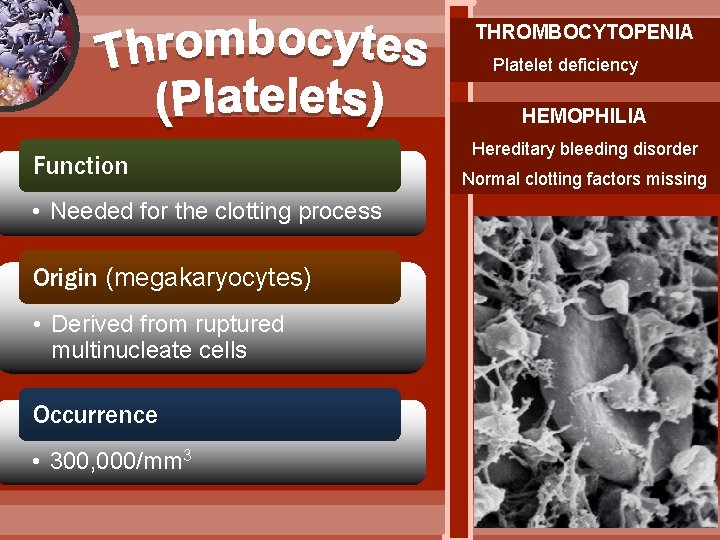 THROMBOCYTOPENIA Platelet deficiency HEMOPHILIA Function • Needed for the clotting process Origin (megakaryocytes) •