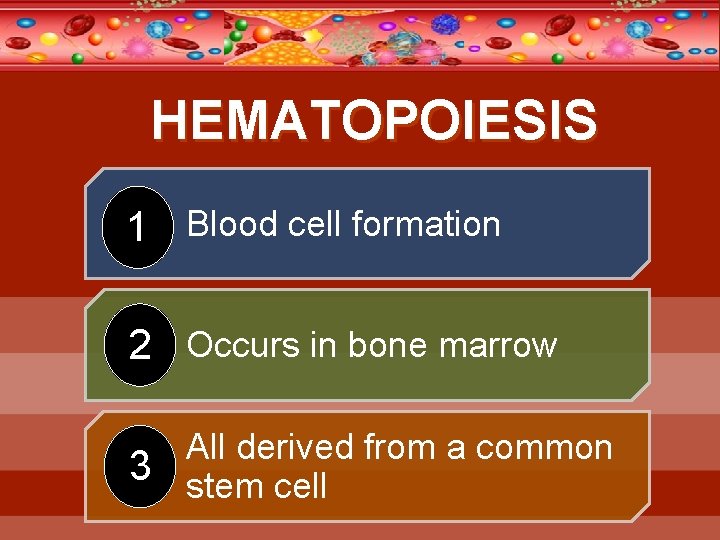 HEMATOPOIESIS • 1 Blood cell formation • 2 Occurs in bone marrow • All