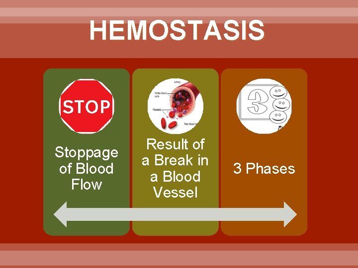 HEMOSTASIS Stoppage of Blood Flow Result of a Break in a Blood Vessel 3