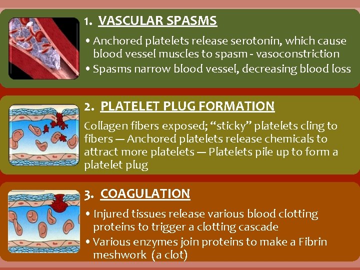 1. VASCULAR SPASMS • Anchored platelets release serotonin, which cause blood vessel muscles to