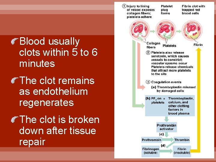 Blood usually clots within 5 to 6 minutes The clot remains as endothelium regenerates