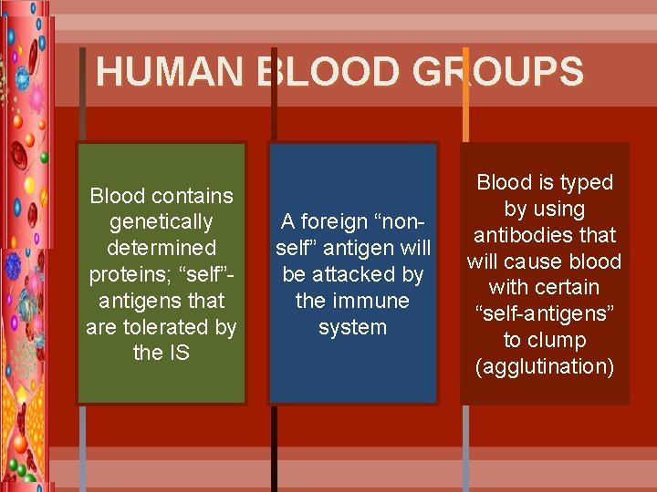 HUMAN BLOOD GROUPS Blood contains genetically determined proteins; “self”antigens that are tolerated by the