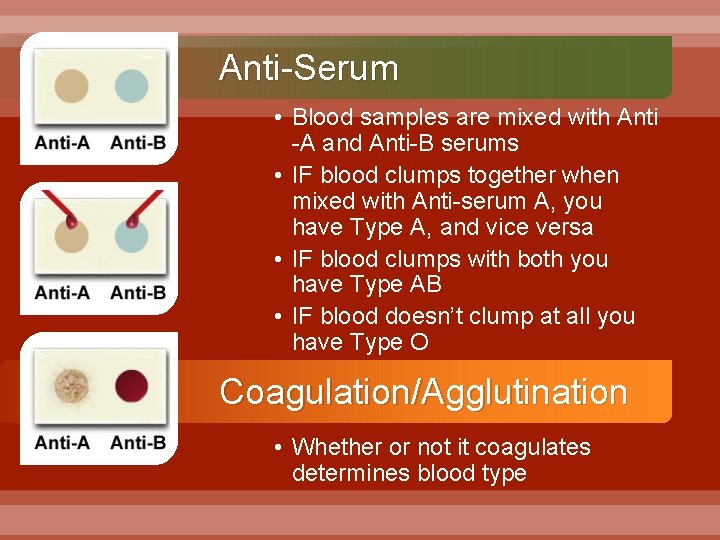 Anti-Serum • Blood samples are mixed with Anti -A and Anti-B serums • IF
