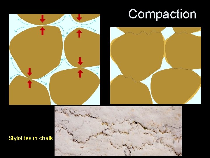Compaction Stylolites in chalk 