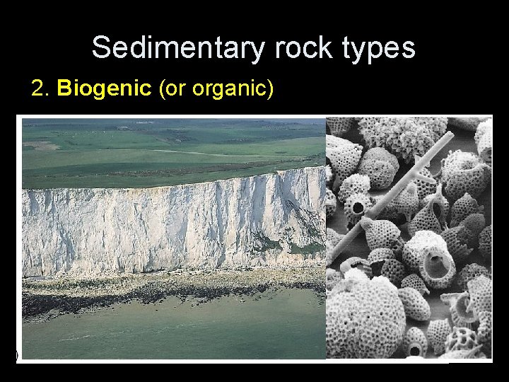 Sedimentary rock types 2. Biogenic (or organic) 