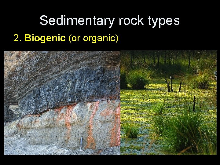 Sedimentary rock types 2. Biogenic (or organic) 