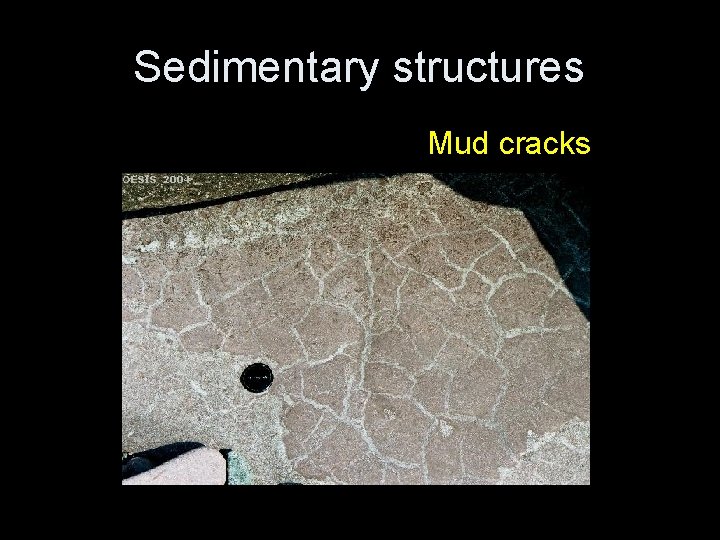 Sedimentary structures Mud cracks 