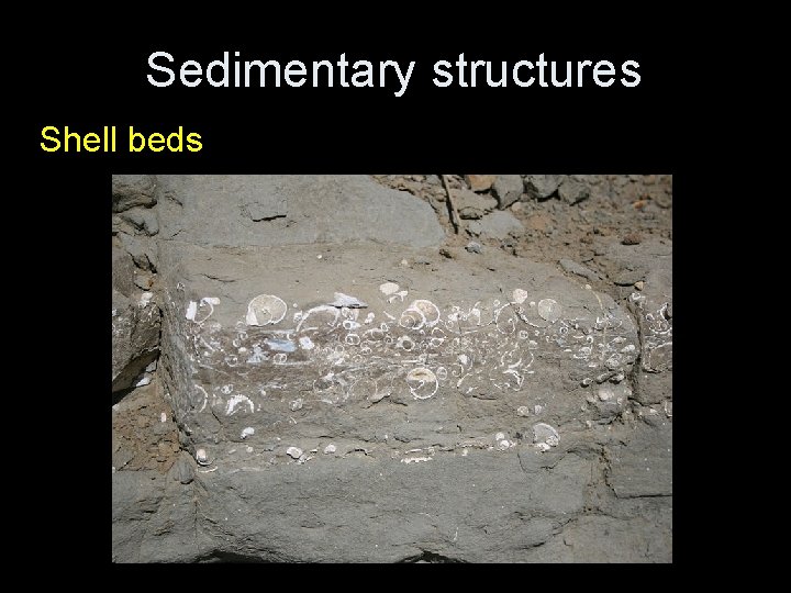 Sedimentary structures Shell beds 