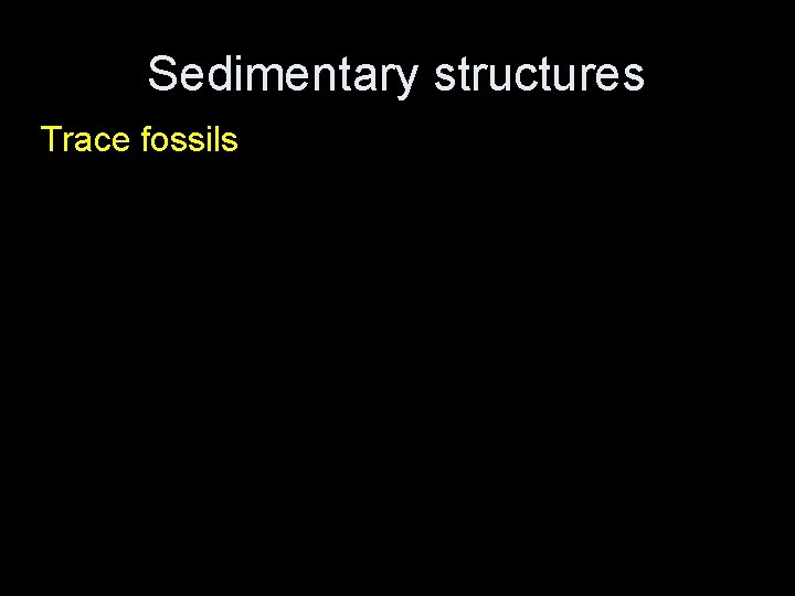 Sedimentary structures Trace fossils 