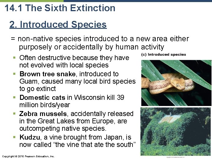14. 1 The Sixth Extinction 2. Introduced Species = non-native species introduced to a
