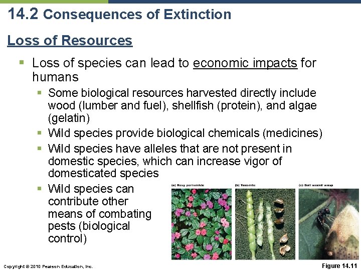 14. 2 Consequences of Extinction Loss of Resources § Loss of species can lead