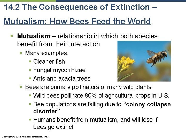 14. 2 The Consequences of Extinction – Mutualism: How Bees Feed the World §