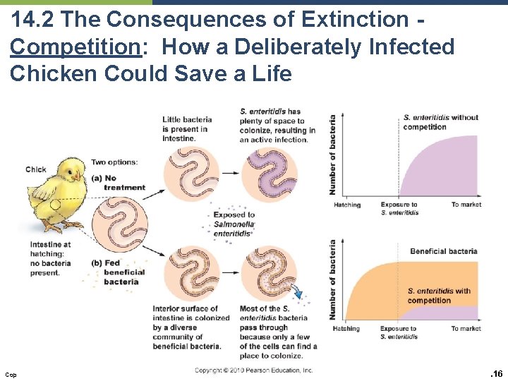 14. 2 The Consequences of Extinction Competition: How a Deliberately Infected Chicken Could Save