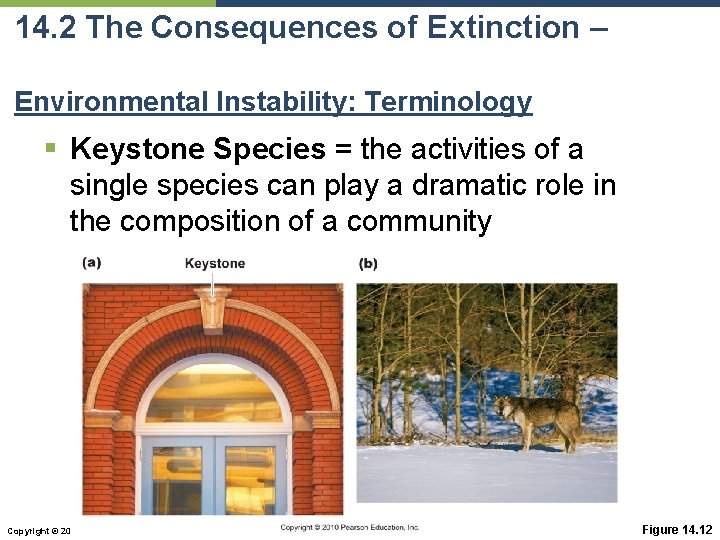14. 2 The Consequences of Extinction – Environmental Instability: Terminology § Keystone Species =