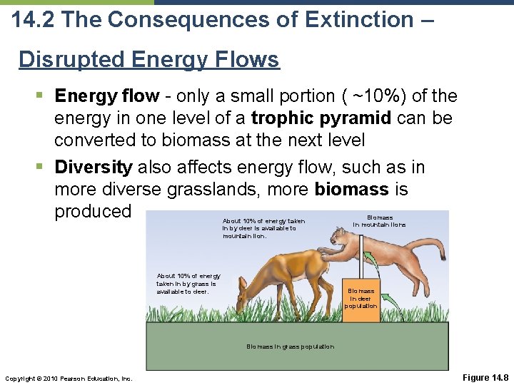 14. 2 The Consequences of Extinction – Disrupted Energy Flows § Energy flow -