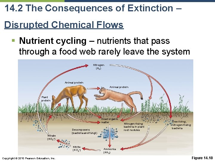 14. 2 The Consequences of Extinction – Disrupted Chemical Flows § Nutrient cycling –