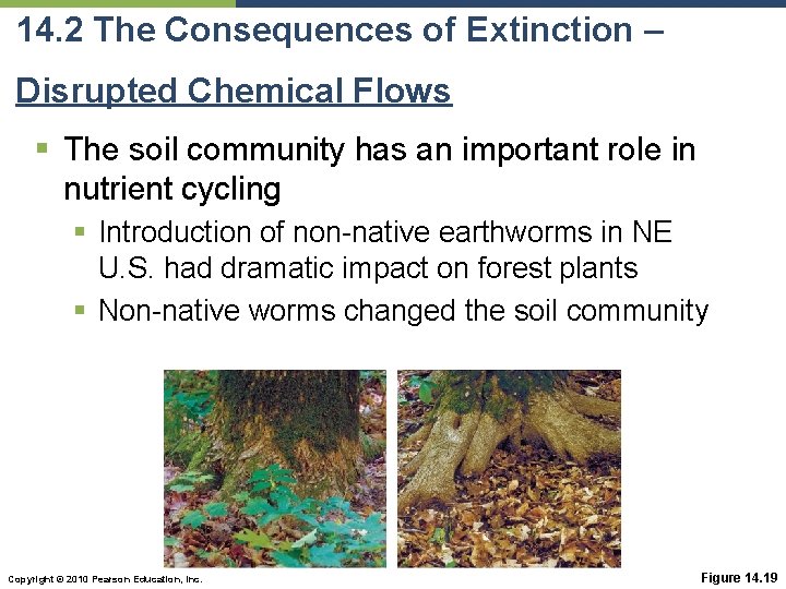 14. 2 The Consequences of Extinction – Disrupted Chemical Flows § The soil community