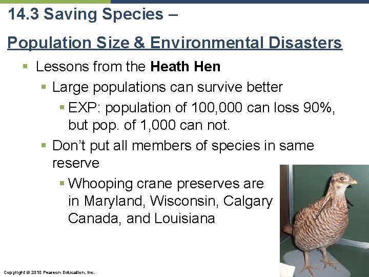 14. 3 Saving Species – Population Size & Environmental Disasters § Lessons from the