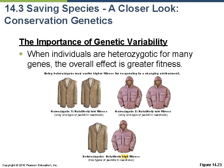 14. 3 Saving Species - A Closer Look: Conservation Genetics The Importance of Genetic