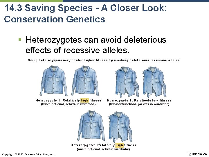 14. 3 Saving Species - A Closer Look: Conservation Genetics § Heterozygotes can avoid