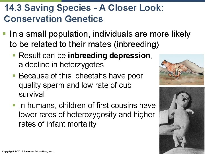 14. 3 Saving Species - A Closer Look: Conservation Genetics § In a small