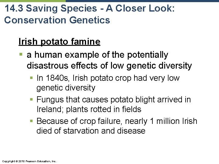 14. 3 Saving Species - A Closer Look: Conservation Genetics Irish potato famine §