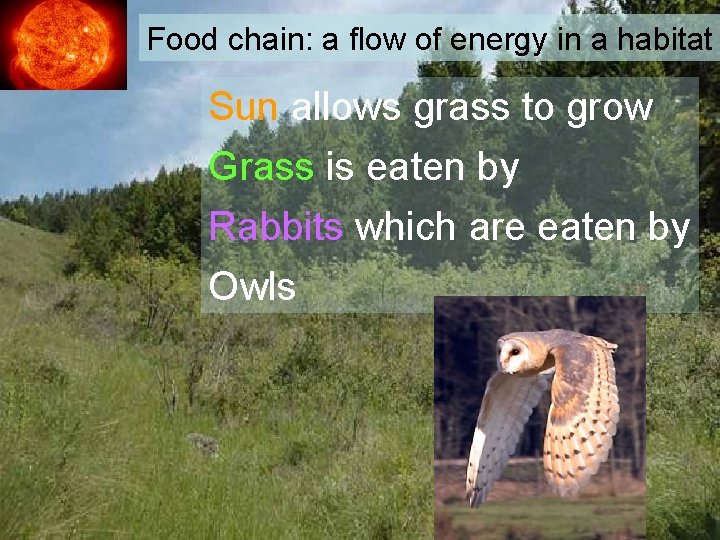 Food chain: a flow of energy in a habitat Sun allows grass to grow