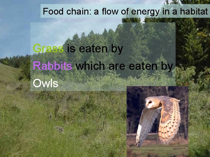 Food chain: a flow of energy in a habitat Grass is eaten by Rabbits