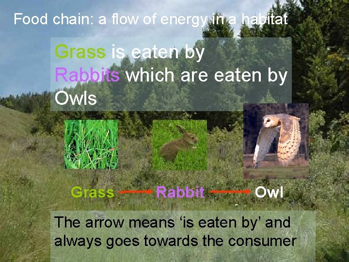 Food chain: a flow of energy in a habitat Grass is eaten by Rabbits Food chain: a flow of energy in a habitat Grass is eaten by Rabbits