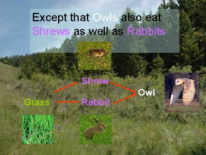 Except that Owls also eat Shrews as well as Rabbits Shrew Grass Rabbit Owl