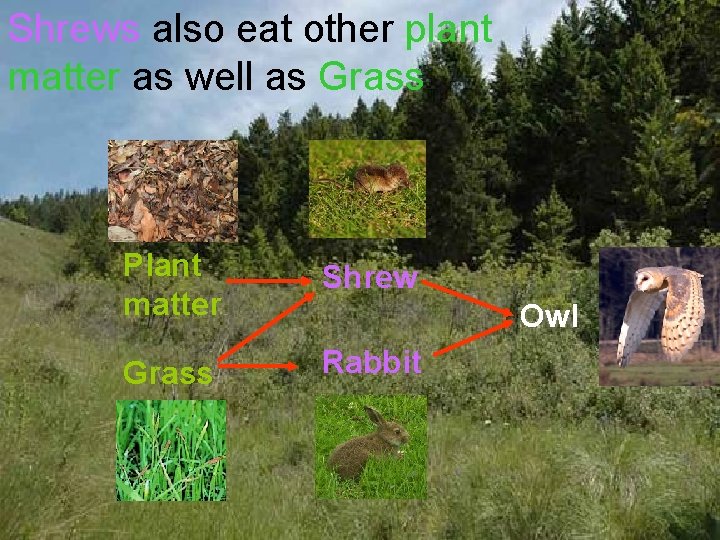 Shrews also eat other plant matter as well as Grass Plant matter Shrew Grass