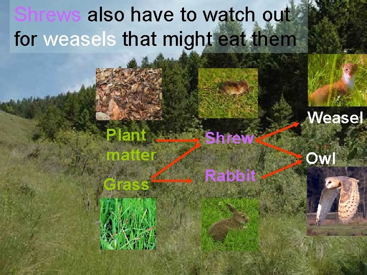 Shrews also have to watch out for weasels that might eat them Plant matter
