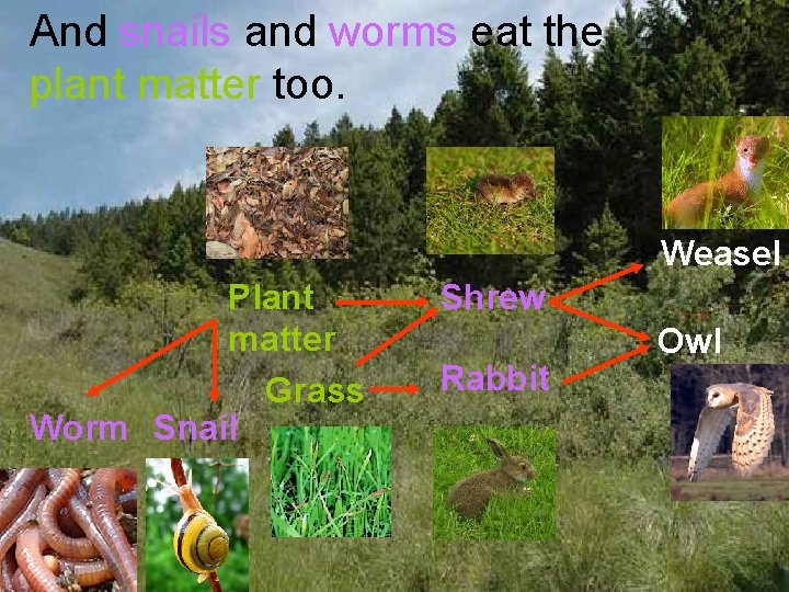 And snails and worms eat the plant matter too. Weasel Plant matter Grass Worm