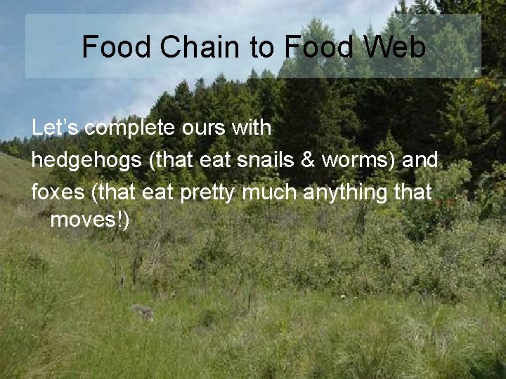 Food Chain to Food Web Let’s complete ours with hedgehogs (that eat snails &