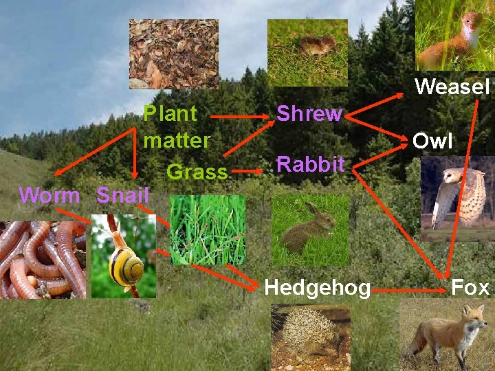 Weasel Plant matter Grass Worm Snail Shrew Rabbit Hedgehog Owl Fox 