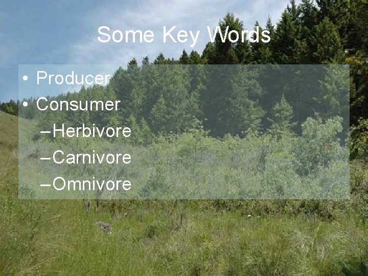 Some Key Words • Producer • Consumer – Herbivore – Carnivore – Omnivore 