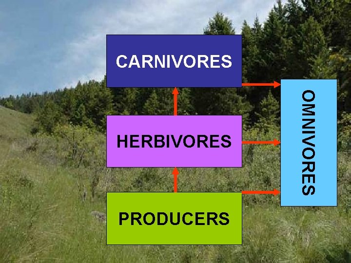 CARNIVORES PRODUCERS OMNIVORES HERBIVORES 