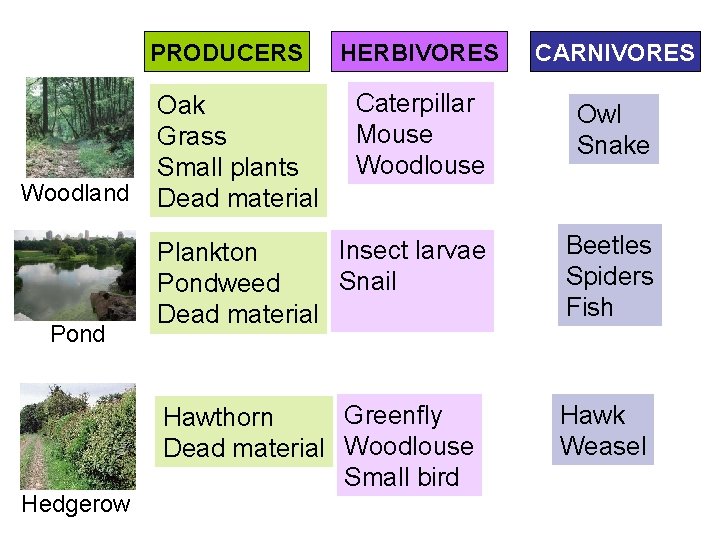 HERBIVORES CARNIVORES Caterpillar Mouse Woodlouse Owl Snake Insect larvae Plankton Snail Pondweed Dead material