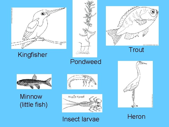 Kingfisher Trout Pondweed Minnow (little fish) Insect larvae Heron 