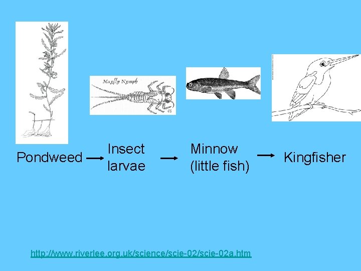 Pondweed Insect larvae Minnow (little fish) http: //www. riverlee. org. uk/science/scie-02 a. htm Kingfisher