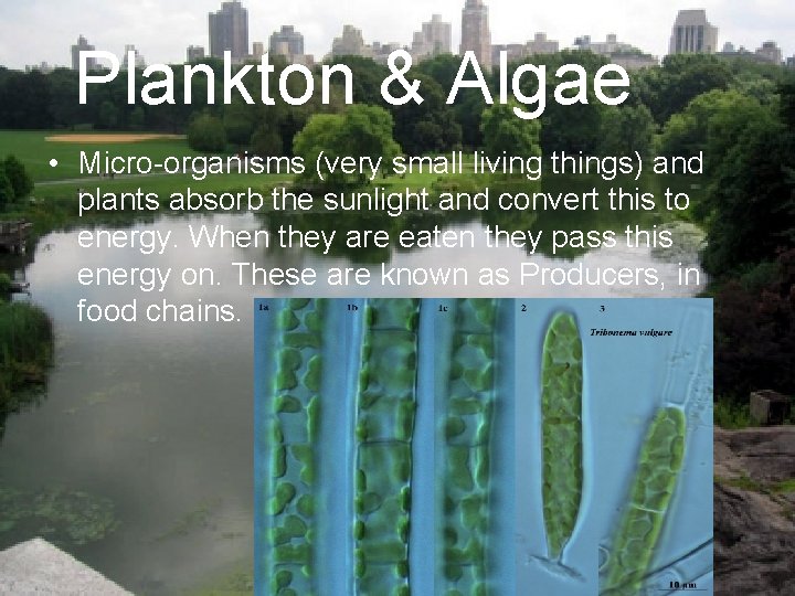 Plankton & Algae • Micro-organisms (very small living things) and plants absorb the sunlight
