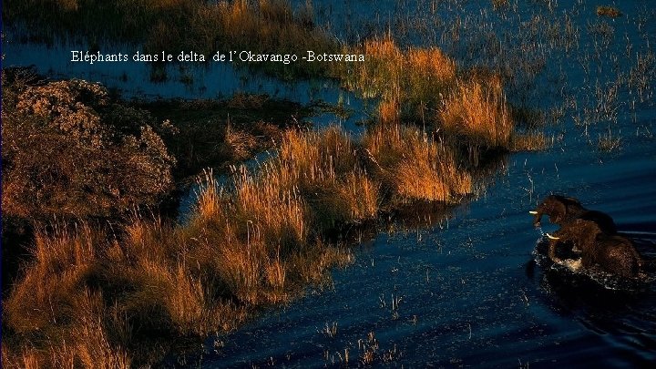 Eléphants dans le delta de l’Okavango -Botswana 