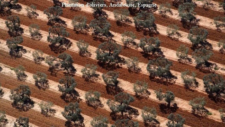 Plantation d'oliviers, Andalousie, Espagne 
