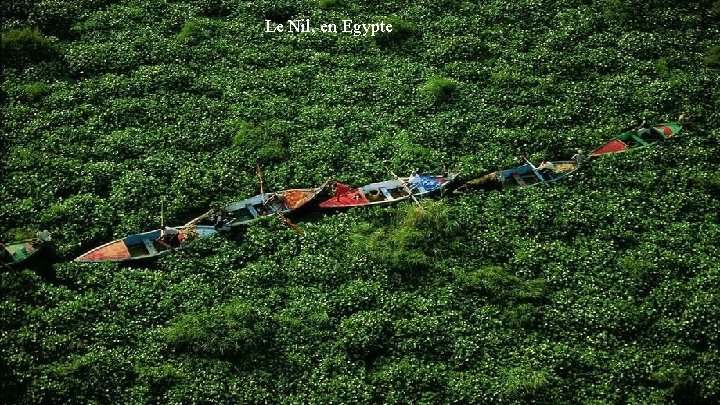 Le Nil, en Egypte Le Nil, en Egypte