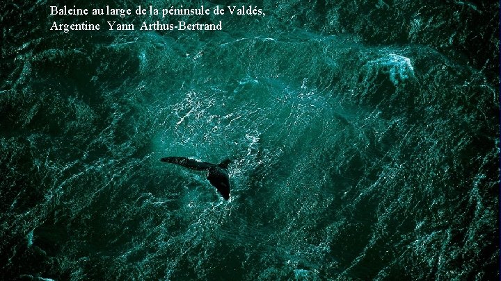 Baleine au large de la péninsule de Valdés, Argentine Yann Arthus-Bertrand 