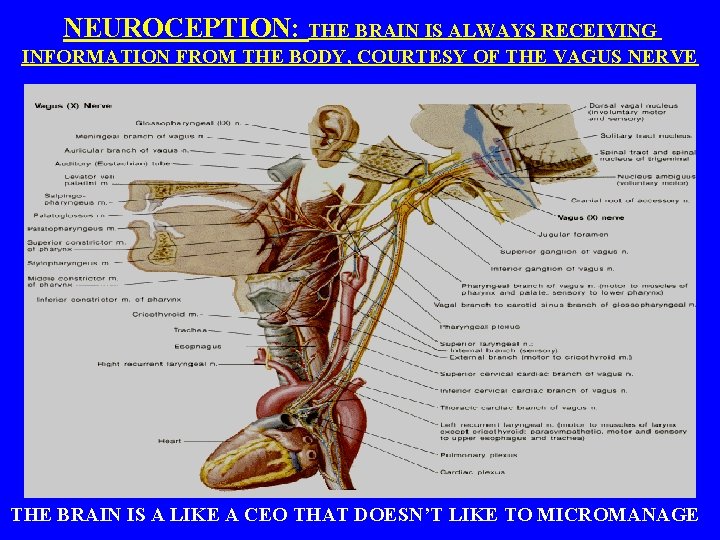NEUROCEPTION: THE BRAIN IS ALWAYS RECEIVING INFORMATION FROM THE BODY, COURTESY OF THE VAGUS