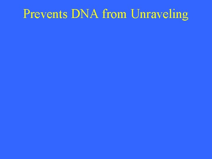 Prevents DNA from Unraveling 