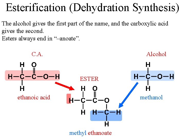 Esterification (Dehydration Synthesis) The alcohol gives the first part of the name, and the